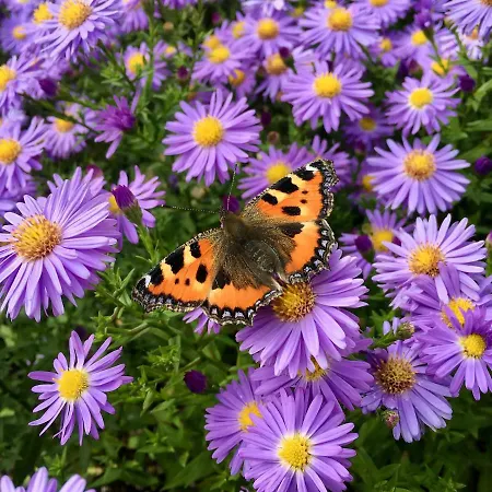 Bed & Breakfast Gaestehaus Hoffmann 3*