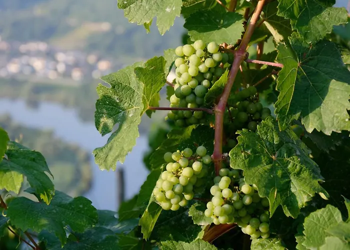 Gaestehaus Hoffmann 3*