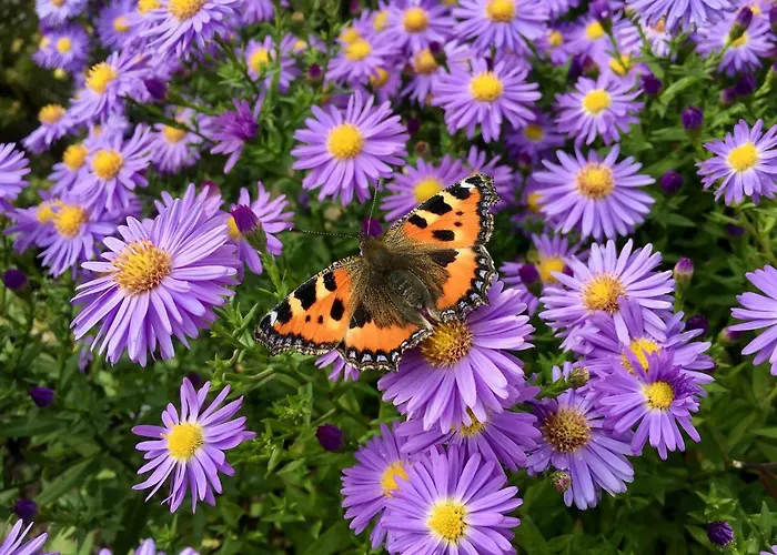 Bed & Breakfast Gaestehaus Hoffmann 3*